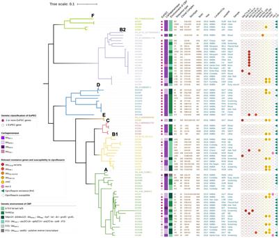 Carbapenemase-Producing Extraintestinal Pathogenic Escherichia coli From Argentina: Clonal Diversity and Predominance of Hyperepidemic Clones CC10 and CC131